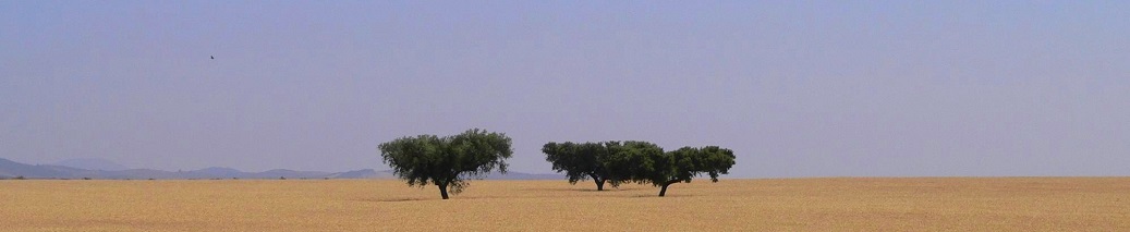 Alentejo3 (2)