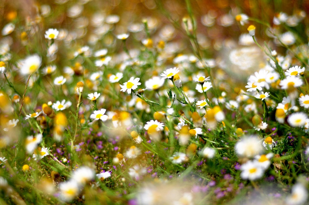 Bloemrijke_omgeving