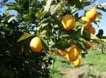 Huisjes_Alentejo_Portugal_1