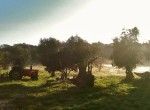 Huisjes_Alentejo_Portugal_7