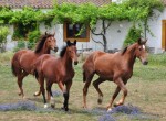 KWPN-paarden