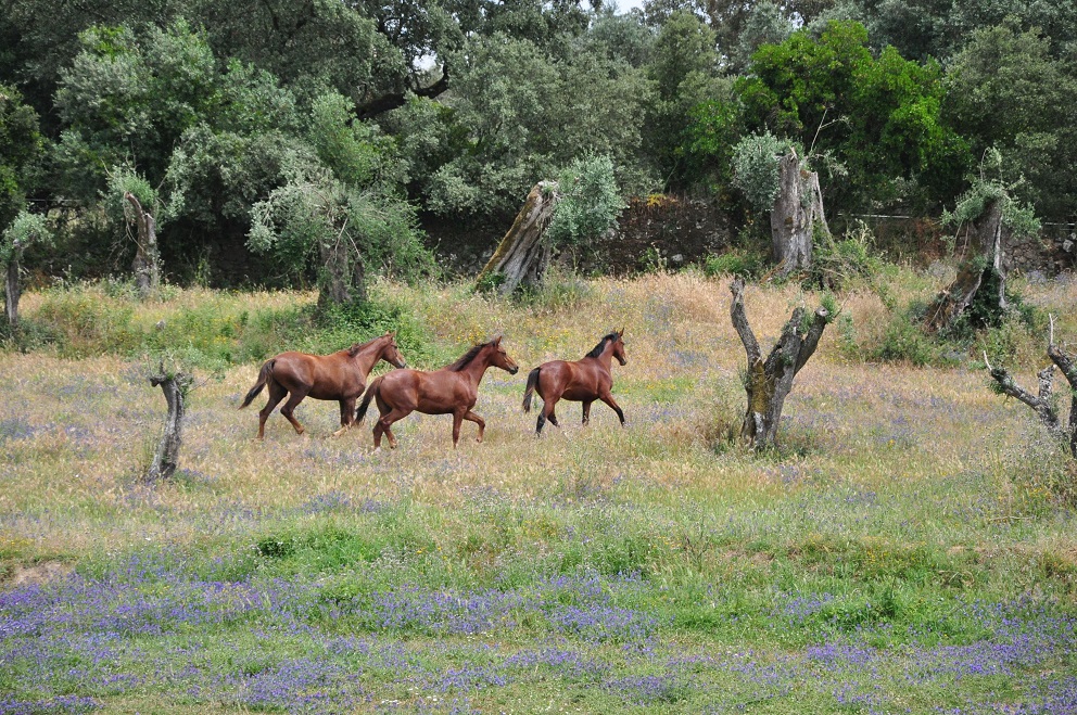KWPN-paarden (2)