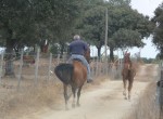 Paarden