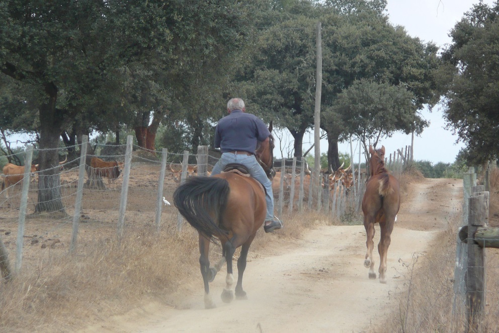 Paarden
