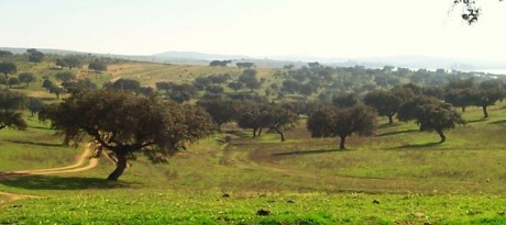 Wandelen1