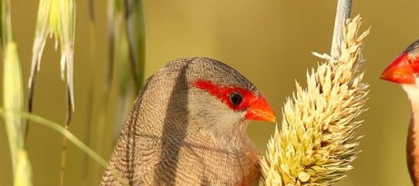 sint-helenafazantjes_portugal_vogels