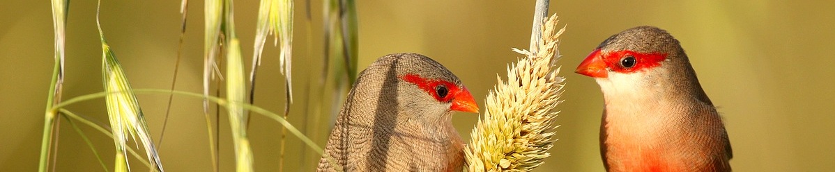 sint-helenafazantjes_portugal_vogels
