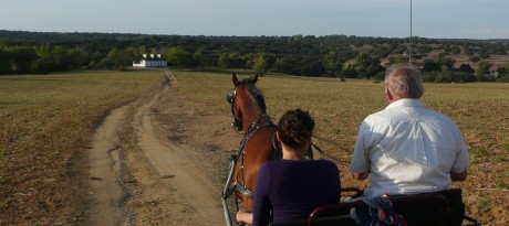 Paarden4