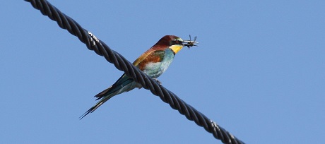 Vogels1_bijeneter