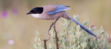 Vogels3_blauwe_ekster