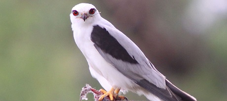 Vogels5_grijze_wouw2
