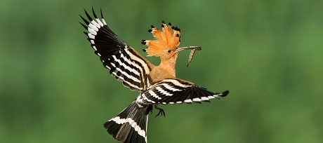 Vogels6_hop