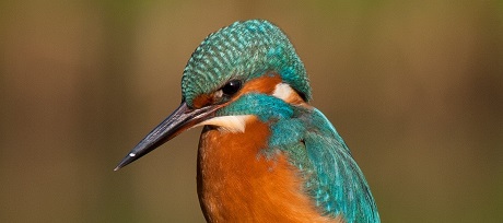 Vogels7_ijsvogel