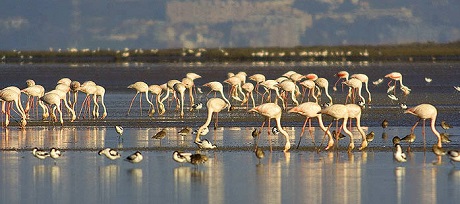 flamingo_sado_portugal-001