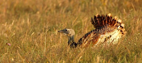 grote_trap_portugal_vogels