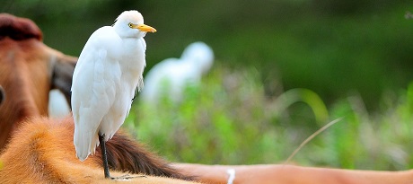 koereiger_portugal